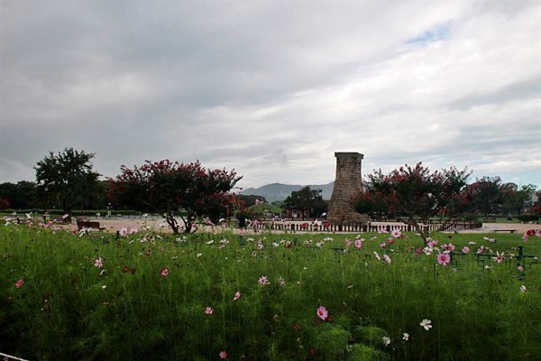 경주 첨성대 주변 핑크뮬리 단지 옆에 조성된 코스모스 모습