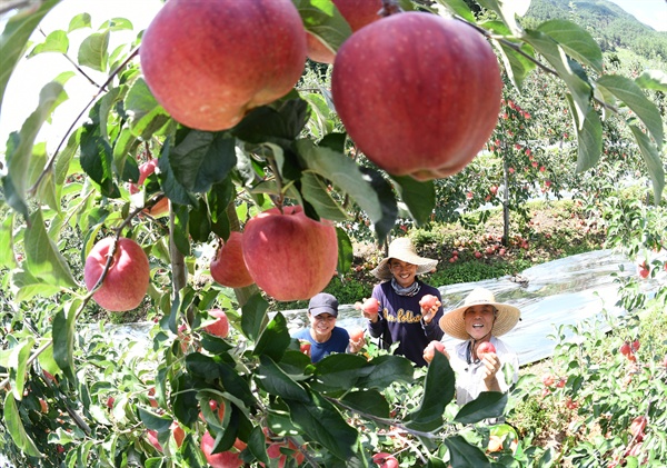 거창군 고제면 봉계리 원봉계 마을의 사과 수확.