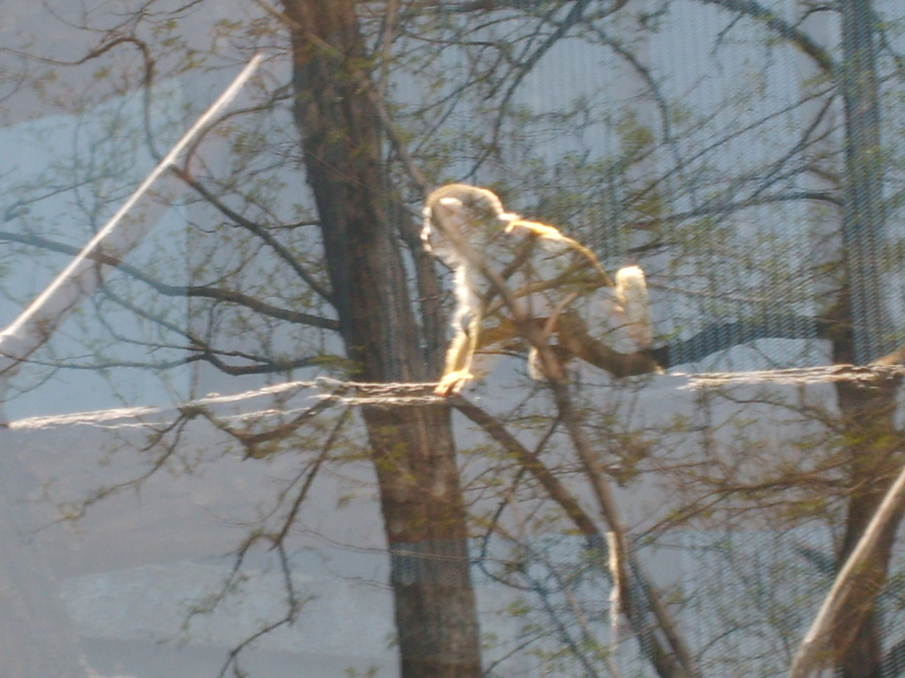베이징동물원에서 찍은 중국 원숭이. 