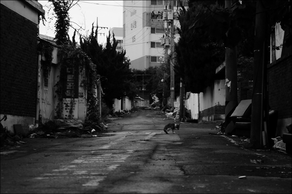  재개발로 철거가 시작된 대전 중구 목동 3지구 골목길에서 인적은 뜸하고, 길잃은 고양이들을 자주 만날 수 있었다.