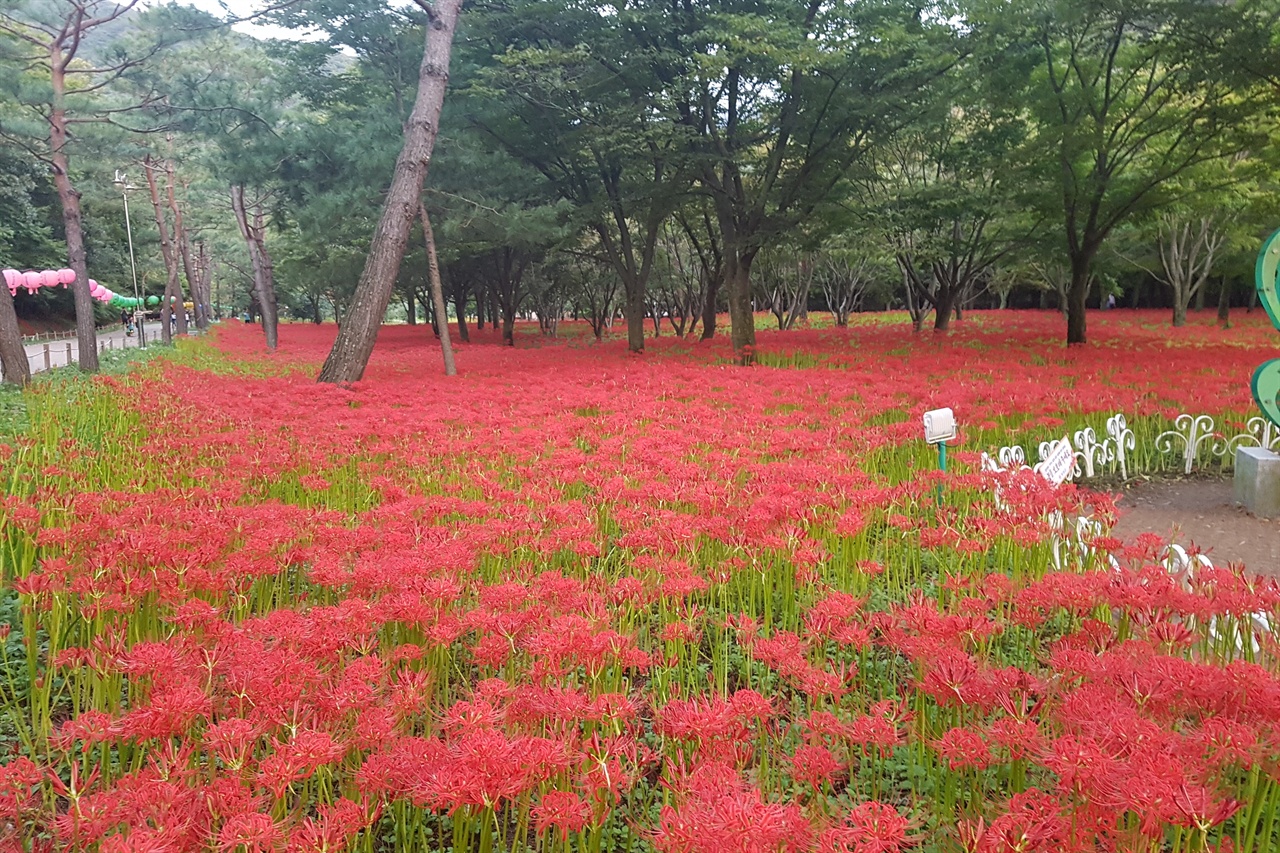 산불이라도 난 것처럼 붉은 꽃물결로 아름다움을 더하는 꽃무릇 군락지입니다.