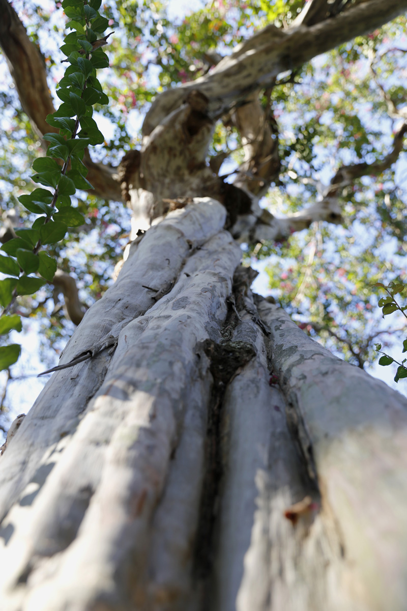 함평 백야산 영사재 앞 배롱나무의 위용. 수령 500년으로 전해지고 있다. 나이가 믿기지 않을 만큼 꽃과 나무의 자태가 곱다. 곱게 나이 들었다.