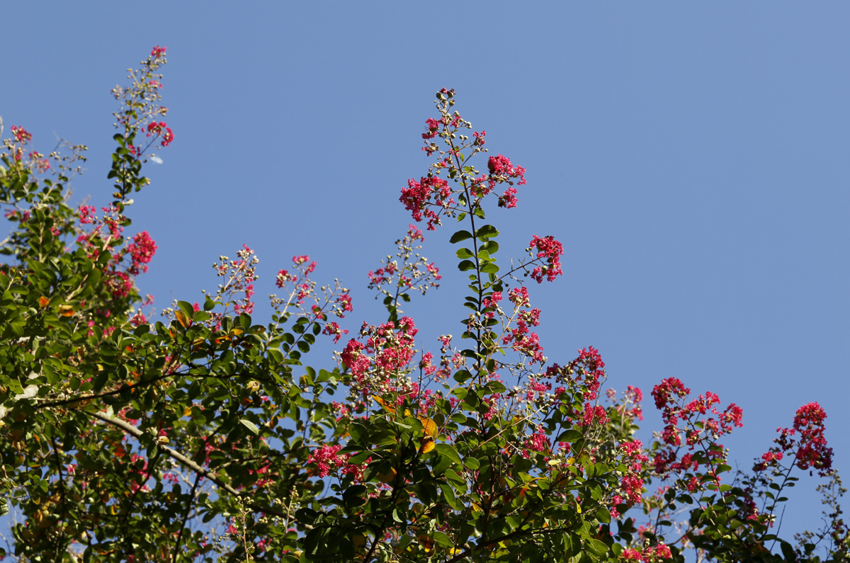 파란 하늘을 배경으로 피어난 배롱나무 꽃. 살랑이던 바람결이 배롱나무 꽃을 간지럽히고 있다.