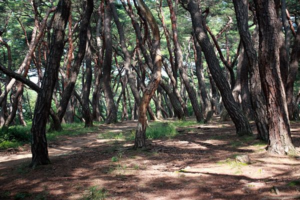  경주 남산 삼릉골 미스터 션샤인 촬영지 모습