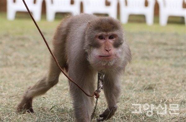 동물원 잔디밭을 거닐고 있는 북한산 원숭이 '산이'