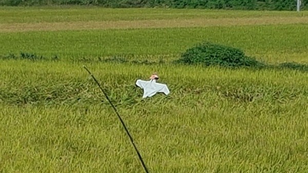  어느덧 추석 연휴도 막바지인 가운데, 농촌의 황금들녘에도 벼들이 고개를 숙이고 수확을 기다리고 있다. 가을 특유의 햇빛이 내리쬐는 가을들판은 황금색으로 물들어 가고 있다. 