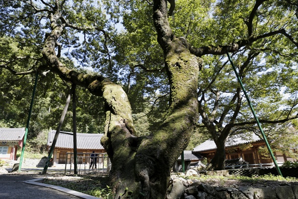 나주 다보사의 팽나무. 수령 600년을 자랑하며 절집의 입구를 지키고 있다.
