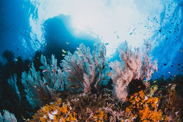 자외선 차단제에 가장 널리 사용되고 있는 '옥시벤존'과 '옥티노세이트' 두 성분이 멸종 위기 생물인 산호의 DNA 변형 및 생식 기형, 내분비계를 손상시켜 어류와 해양 생물들의 주 서식처인 산호초의 백화 현상을 초래하고 있다.