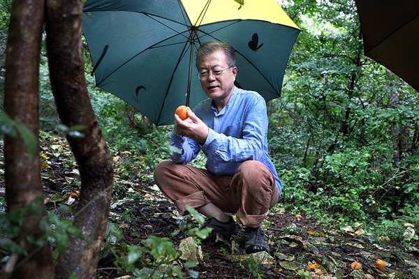 휴가중인 29일, 경남 양산 사저 뒷산을 산책중인 문재인 대통령이 감나무에서 떨어진 홍시를 집어들어 보고 있다.