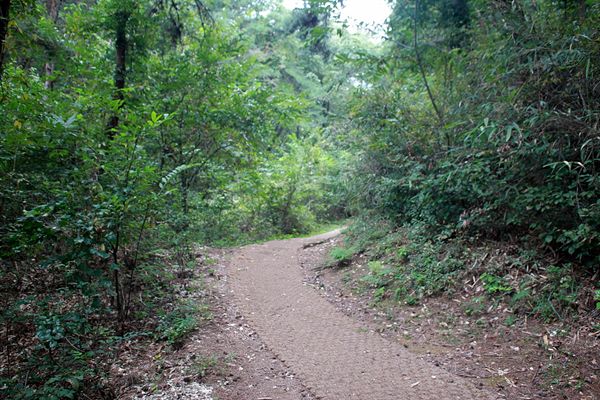  경주 남산 불곡 마애여래좌상으로 올라 가는 길, 탐방로가 잘 정비되어 있는 모습