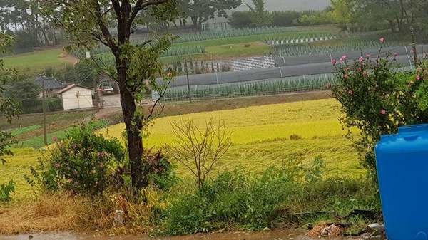  6일 서산지역에는 많은 비와 강한 바람이 불면서 농부들은 수확기를 앞두고 이번 태풍으로 벼가 엎치지는 않을까 노심초사하고 있다. 이런 가운데 서산의 한 농민은 "벼가 다 쓰러지고 있다. 제발 바람이 멈추어 달라"며 벼가 쓰러진 모습을 SNS에 올리며 안타까워했다.