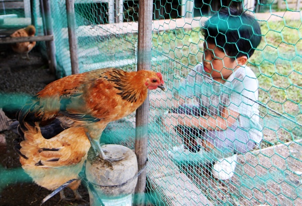 향림도시농업체험원 닭장의 닭과 아이.