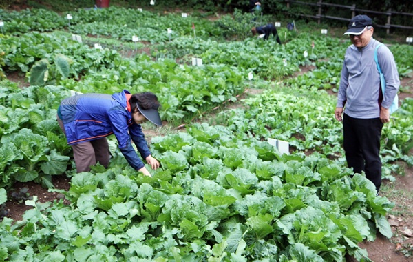 텃밭 농사 때문에 행복했다는 60대 도시농부 부부.
