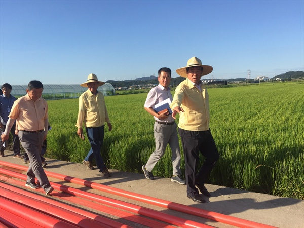 윤화섭 안산시장(맨 오른쪽)이 8월 17일 상록구 본오뜰 수도작 재배현장을 방문하여 농작물에 대한 폭염 및 가뭄 지원 상황을 점검하고 있다.