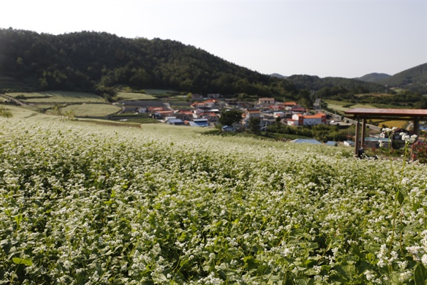 하얀 메밀꽃이 활짝 핀 선학동마을 풍경. 형형색색의 마을 지붕도 조화를 이뤄 한 폭의 그림을 연상케 한다.