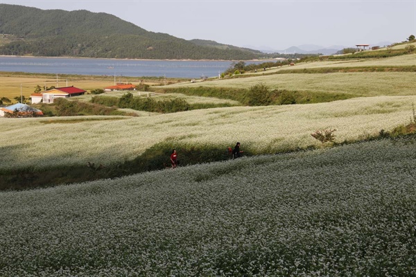 선학동마을의 메밀꽃밭 풍경. 장흥 회진의 바닷가 마을을 온통 하얗게 뒤덮고 있다.
