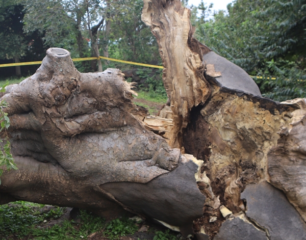 제25호 태풍 콩레이가 제주를 강타하면서 와흘리본향당 신목 팽나무가 완전히 부러졌다.