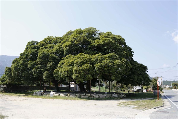장흥 삼산리 후박나무. 전라남도 장흥군 관산읍 삼산리 산서마을 입구에 있다. 마을을 지나는 조붓한 도로 변이다.