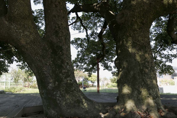 400년 된 삼산리 후박나무 두 그루. 얼핏 한 그루처럼 보이지만 뿌리가 다르다. 나뭇가지도 나란히 사이좋게 올라 바깥쪽으로 펼쳤다. 따로 또 같이 다정스런 형제 같다.