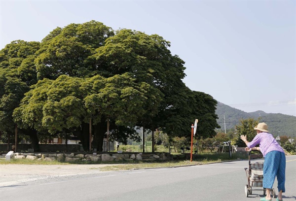 산서마을에 사는 어르신이 유모차에 기대 삼산리 후박나무 앞을 지나고 있다. 