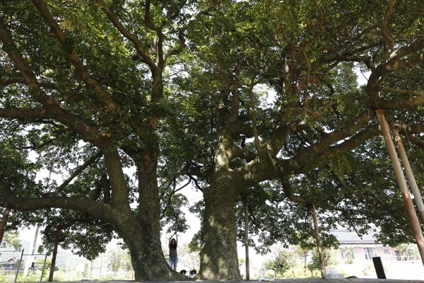 삼산리 후박나무는 마을의 안녕과 평화를 지켜주면서 주민들의 쉼터로 이용되고 있다. 나무를 닮은 마을사람들도 순박하게 살아가고 있다. 나무와 함께.