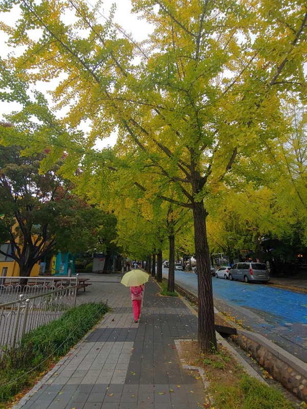 태풍 콩레이가 지나가고 낙엽이 떨어져 있어요. 