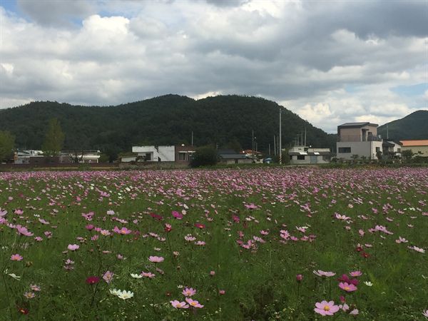 울산시 두동면 봉계 코스모스 단지 모습