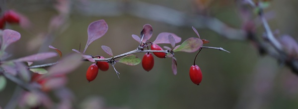 당매자나무의 붉은 열매안에는 지난 계절의 모든 순간들이 들어있다.