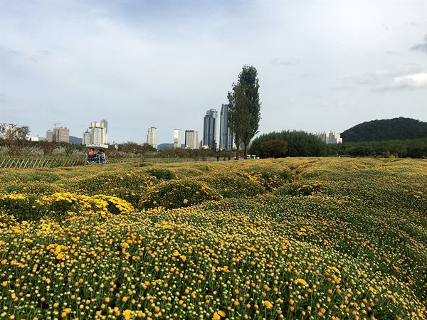 울산 태화강 십리대숲 옆에 있는 지방 정원, 국화대단지가 조성되어 있는 모습