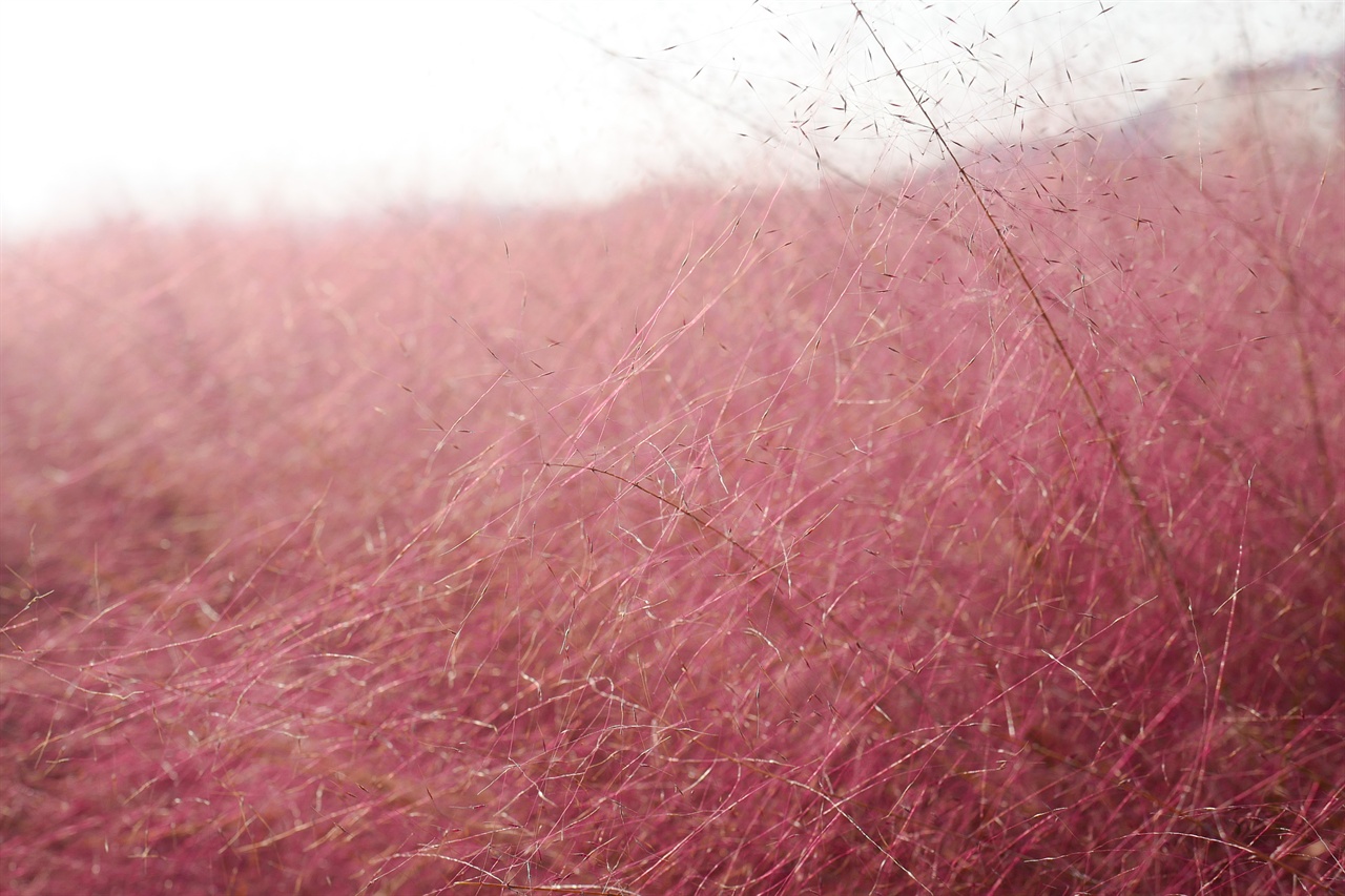 핑크뮬리는 벼목 벼과에 속하는 다년 풀로 미국 중서부가 원산지이다. 건조한 곳에서도 잘 자라고 관리가 쉽다. 