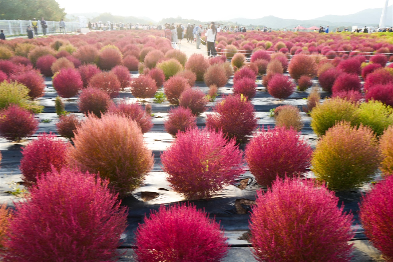 양주나리공원에는 오는 10월 30일까지 천일홍 축제가 열린다. 