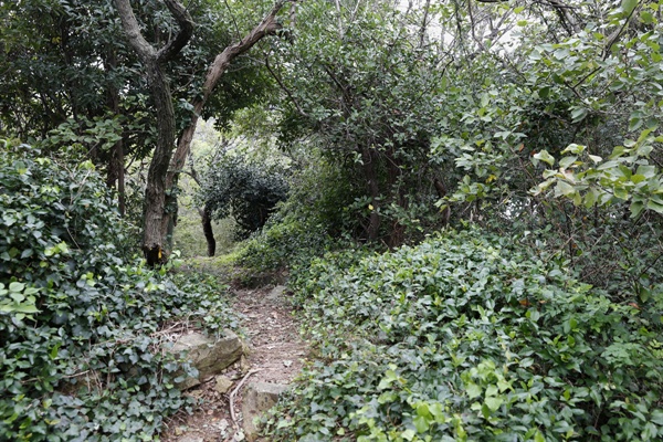 '쑥섬'의 꽃밭을 찾아가는 숲길. 보기 드문 난대수종 수천 그루로 숲을 이루고 있다.