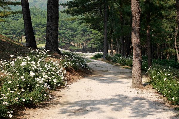 경주 서악동 삼층석탑 주변, 구절초가 피어있는 산책로 모습