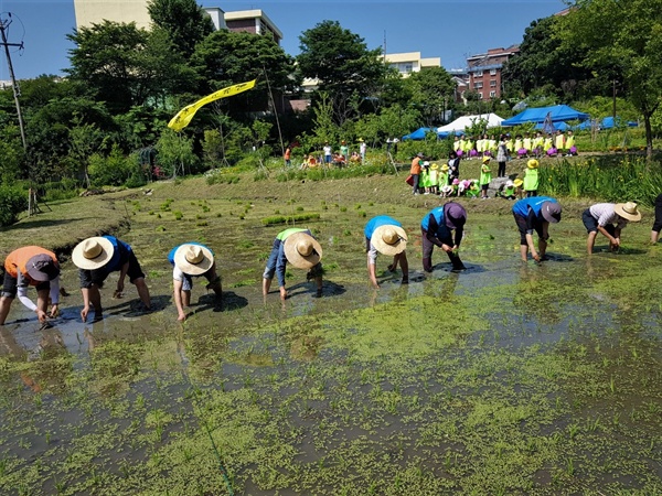 지난봄의 모내기.