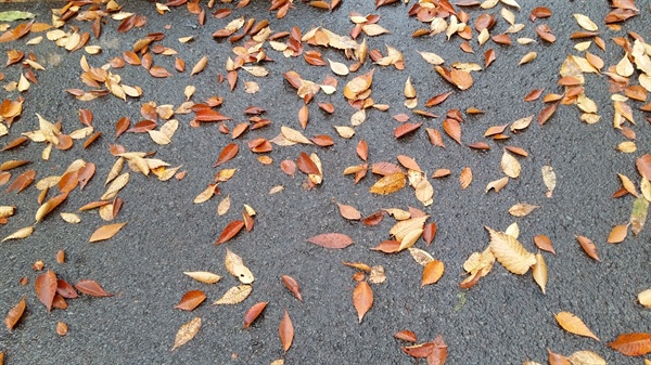 가을비에 젖은 낙엽들이 차가운 아스팔트 거리를 뒹굴고 있다
