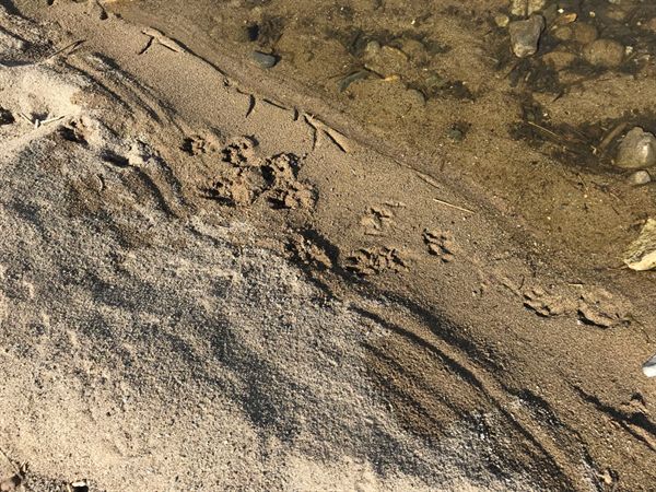 부활한 모래톱에 왜가리와 수달의 발자국이 뚜렷이 담겼다. 생명의 흔적이 고스란히 담겼다.  
