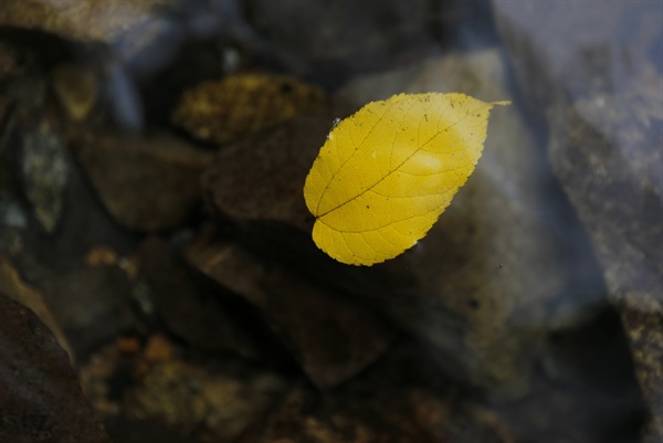가마골에서 만난 노란 나뭇잎. 진한 노랑색이 가을의 심연으로 이끈다.