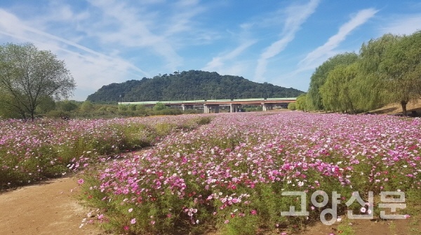 강매동에 조성된 창릉천 코스모스길은 행주산성을 바라보며 창릉천변을 따라 2km 가량 이어지며 멋진 경관을 연출한다.