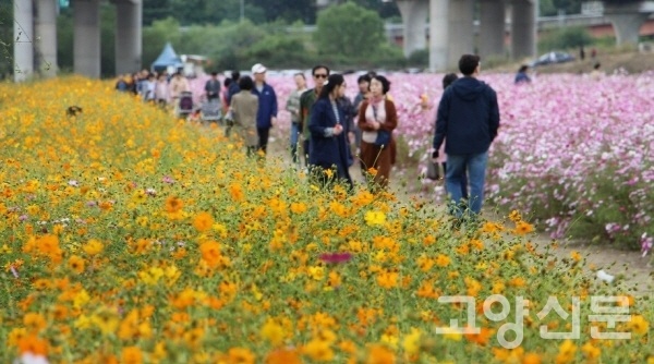 창릉천 코스모스길은 어느 새 주말이면 많은 이들이 찾는 명소가 됐다.