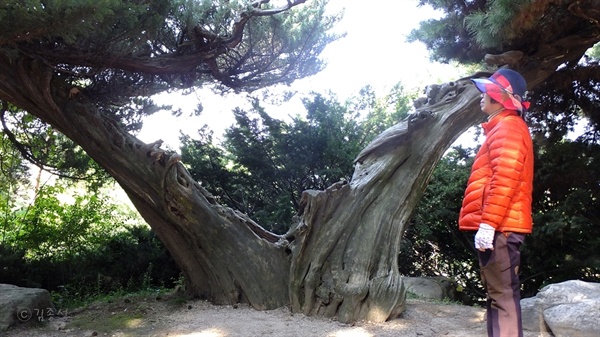 의릉 둘레길에서 만난 오래된 향나무. 