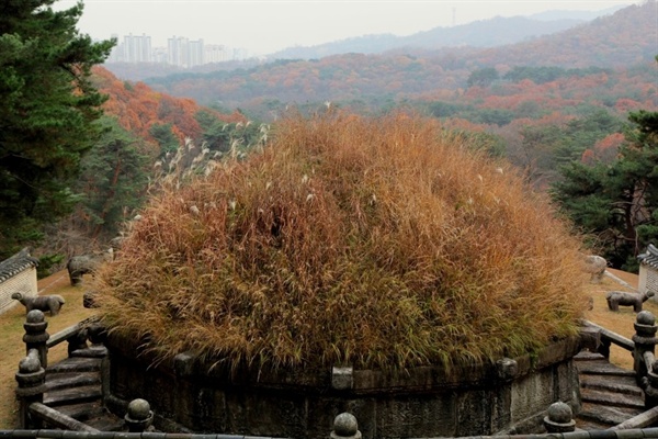 태조 이성계의 능인 건원릉에는 잔디대신 억새가 무성하다.