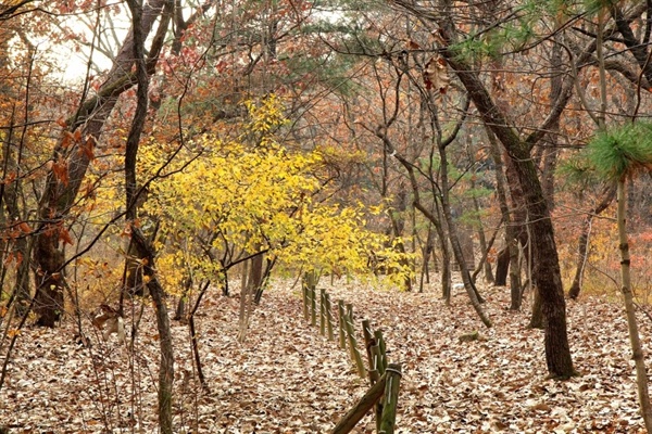 아름다운 동구릉 숲.