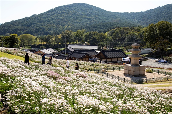 도봉서당의 구절초 삼층석탑이 구절초와 그림을 그린다.