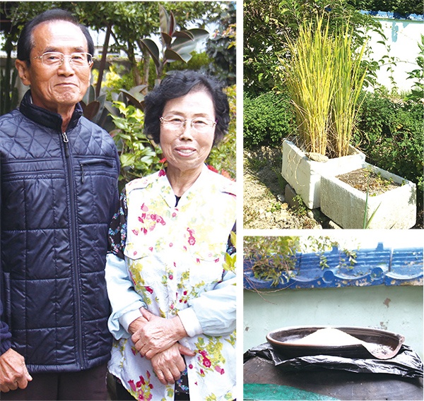  ‘새 부부’라는 별칭이 어색하지 않은 김정우·박은순 부부. 노랗게 익은 벼가 추수를 기다리는 사이, 혹여나 새들이 배를 곯지 않을까 담장 아래 놓인 장독 뚜껑에 쌀알이 수북하다.