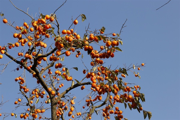 낙안읍성 민속마을의 감나무. 가을햇살에 당도를 더해가는 감이 나무에 주렁주렁 걸려 있다.
