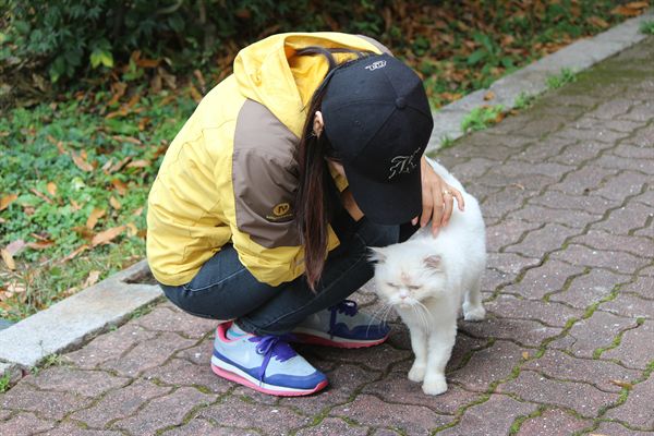 반려동물 페르시안 고양이가 사람 곁을 떠나지 않고 있는 모습