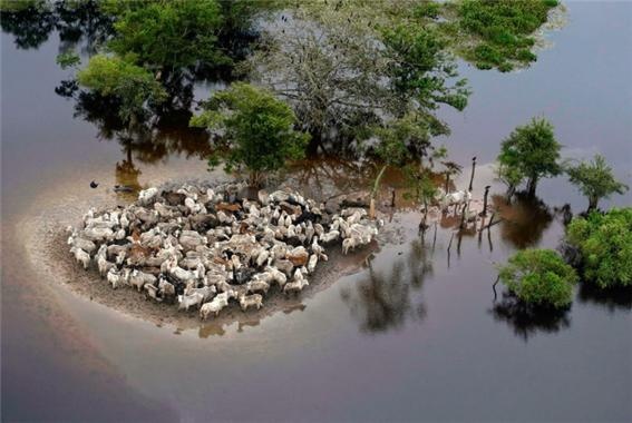 홍수로 피해 받은 볼리비아 가축들 