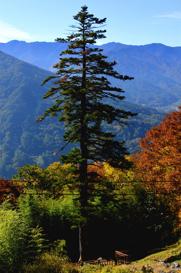 우리나라에 현존하는 잔나무 중 가장 크고 오래된 금대암 전나무. 높이40m, 둘레 2.92m, 수령이 500살이 넘었다.