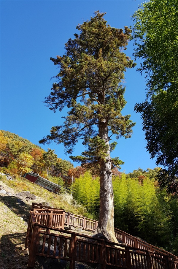 울타리를 막아 보호를 하고 있다.