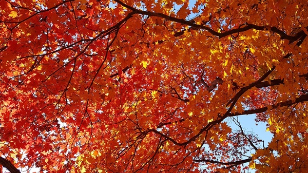 가을나무들이 토해내는 색들의 향연이 숨을 턱 막히게 한다. 사람들의 눈에는 아름답게 보이지만, 사실 나무들은 겨울을 나기 위해 심한 가슴앓이를 하고 있는 것이다. 가슴앓이가 붉다 못해 검붉다
